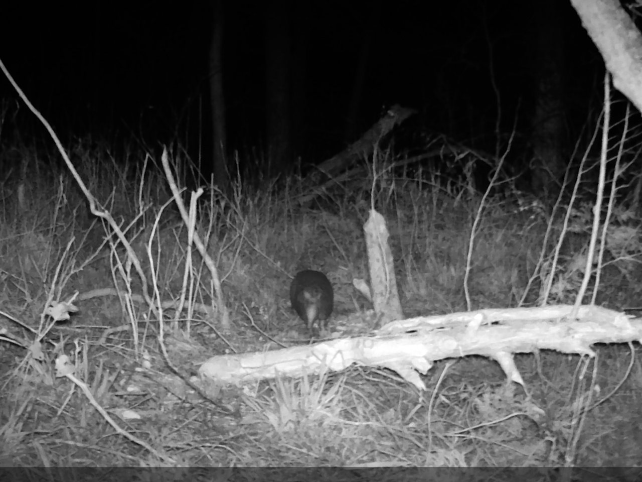 Armadillo foraging at night near a fallen log, infrared trail camera