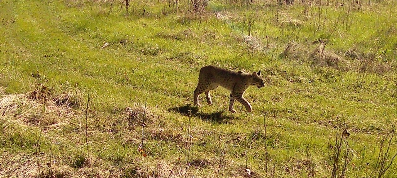 Bobcat walking through open green pasture in daylight, trail camera view