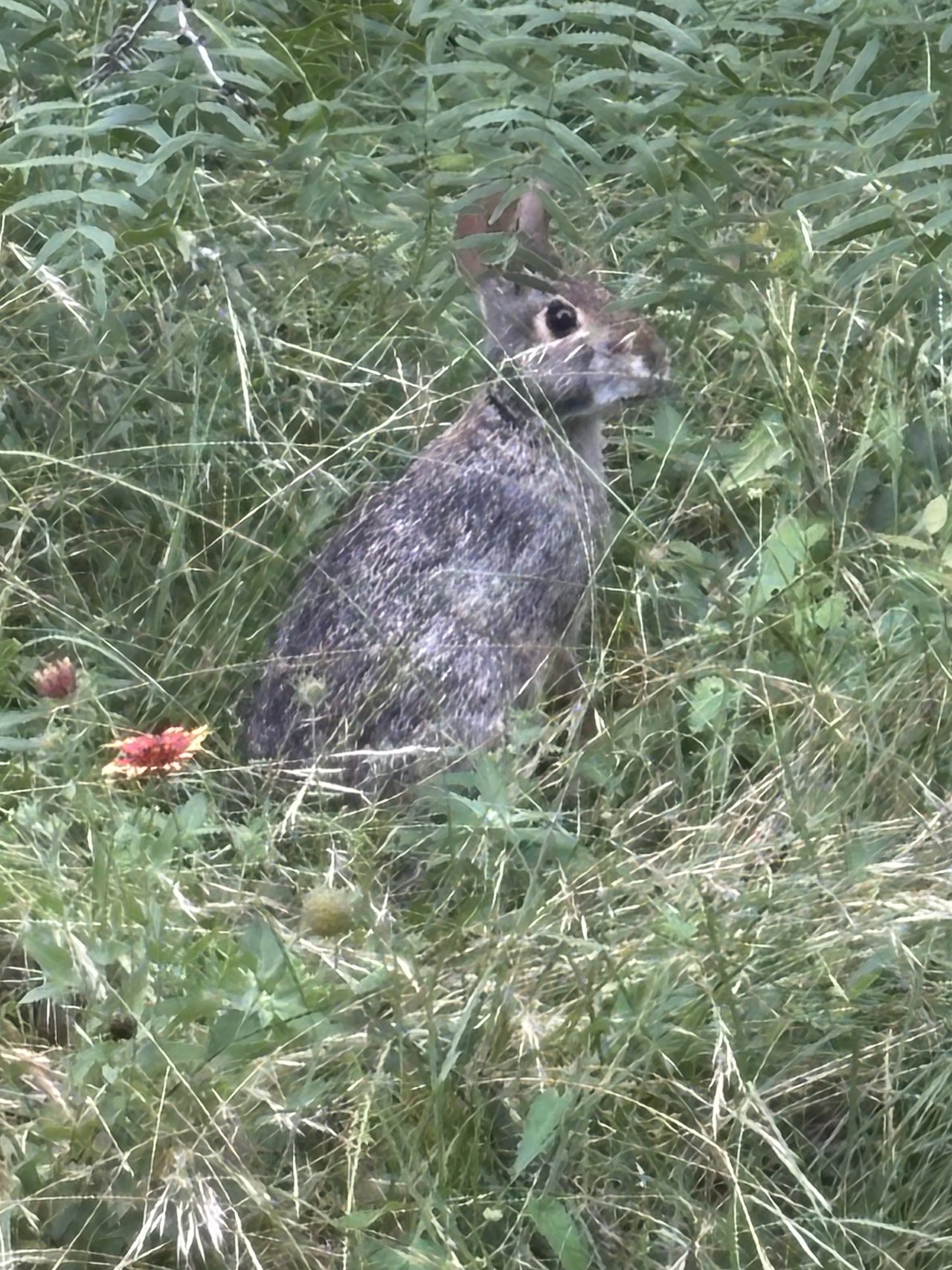 Cottontail rabbit sitting still in tall native grass beside a firewheel bloom