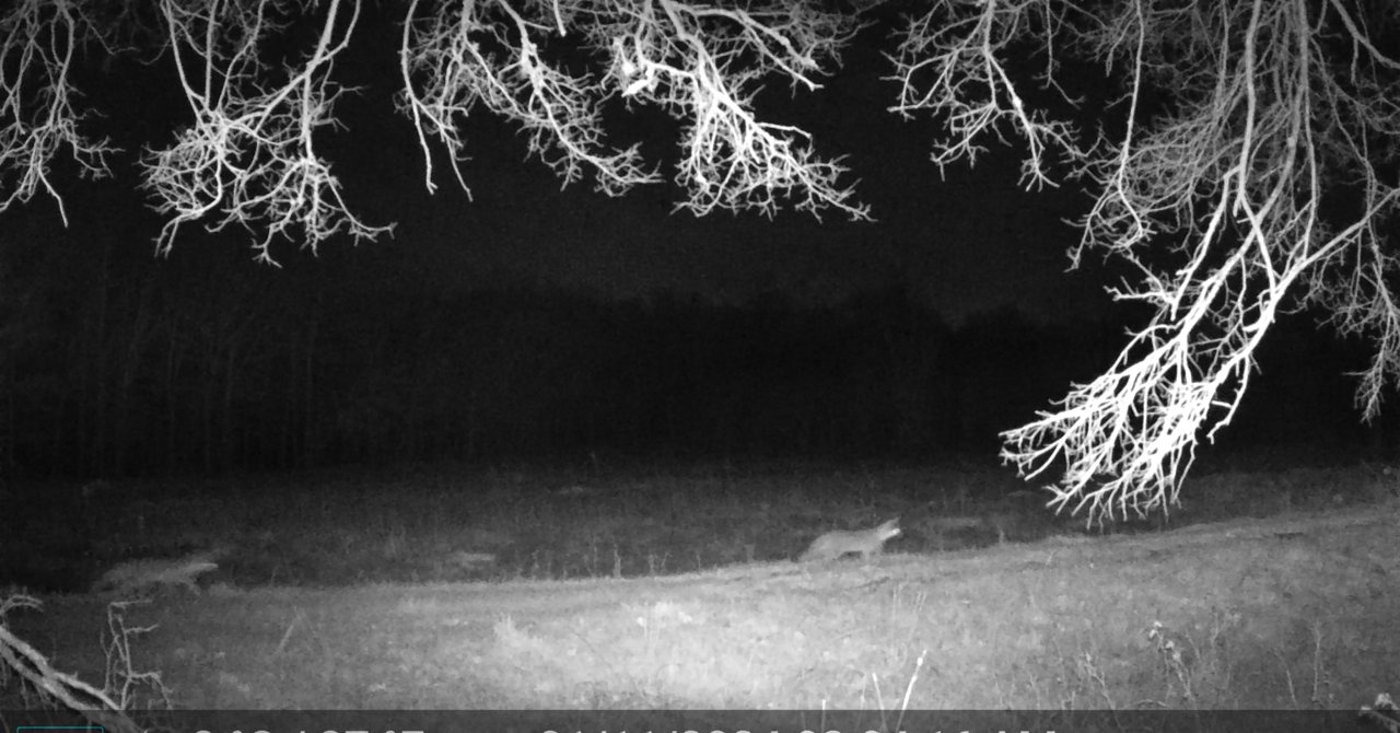 Gray fox crossing a moonlit clearing on a winter night, caught on infrared trail camera