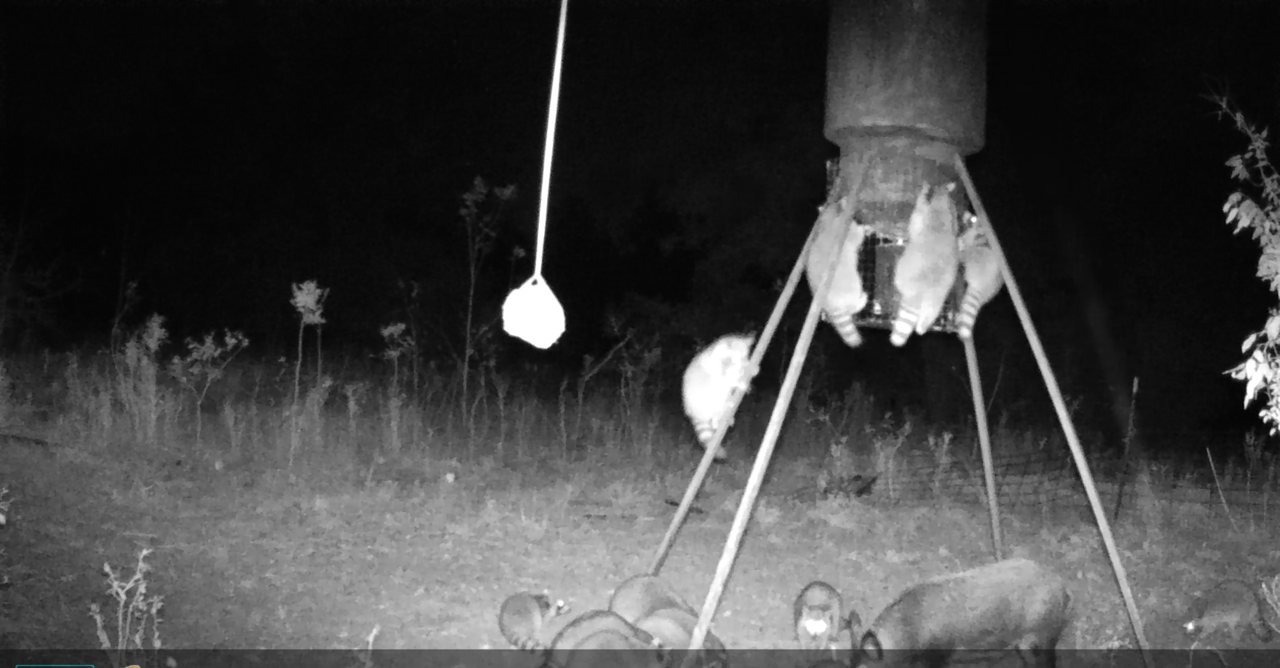 Raccoons swarming a deer feeder at night, several hanging from the feed cage, caught on infrared trail camera