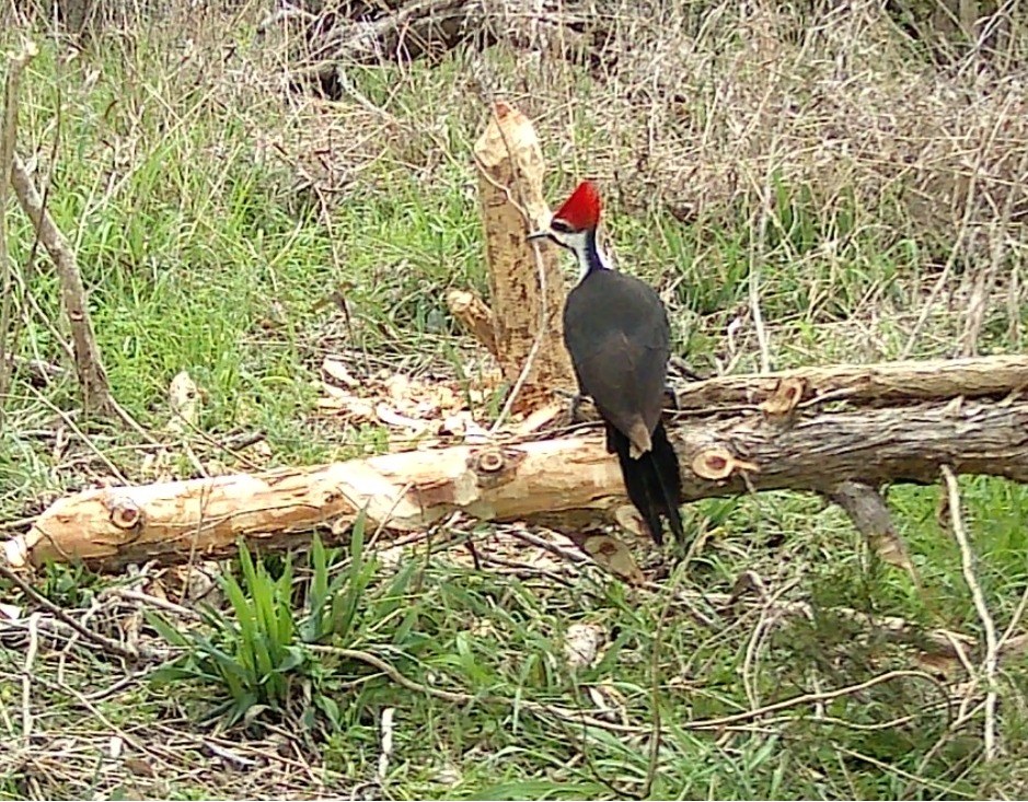 Pileated woodpecker with bright red crest perched on a beaver-chewed log
